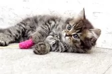 ミヌエット(長足)【群馬県・男の子・2025年7月27日・ブラウンタビー】の写真5