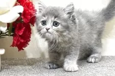 ミヌエット(長足)【群馬県・女の子・2025年7月27日・ブルークリーム】の写真5