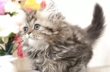 ミヌエット(長足)【群馬県・男の子・2025年3月22日・ブラウンタビー&ホワイト】の写真6