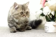 ミヌエット(短足)【群馬県・女の子・2025年5月25日・ブラウンタビー】の写真7