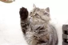 ミヌエット(短足)【群馬県・女の子・2025年5月25日・ブラウンタビー】の写真8