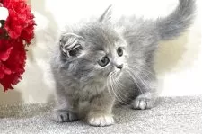 ミヌエット(長足)【群馬県・女の子・2025年7月27日・ブルークリーム】の写真7