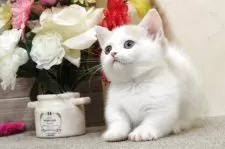 ミヌエット(短足)【群馬県・男の子・2025年7月27日・レッドタビー&ホワイト】の写真8