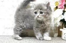 ミヌエット(長足)【群馬県・女の子・2025年7月27日・ブルークリーム】の写真8