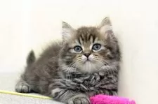 ミヌエット(長足)【群馬県・男の子・2025年7月27日・ブラウンタビー】の写真8