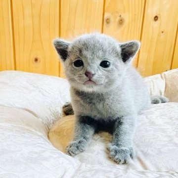 ロシアンブルー【愛知県・男の子・2023年3月3日・ブルー】の写真「とっても穏やかな子です。」