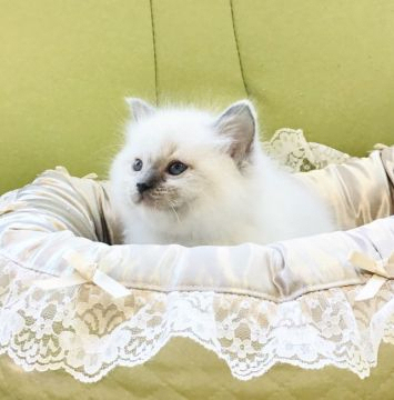 ラグドール【愛知県・男の子・2020年2月19日・ブルーポイントミテッド】の写真「抜群に可愛いです！」