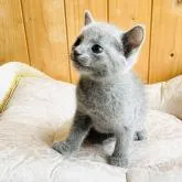 ロシアンブルー【愛知県・男の子・2022年7月20日・ブルー】の写真4