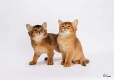 ソマリ【愛知県・女の子・2021年4月24日・レッド】の写真5