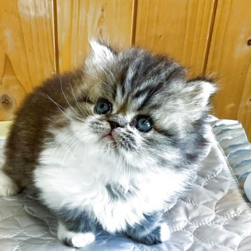 ミヌエット(長足)【愛知県・女の子・2025年9月18日・ブラウンタビー&ホワイト（ロング）】の写真「めちゃくちゃ可愛い子です！」