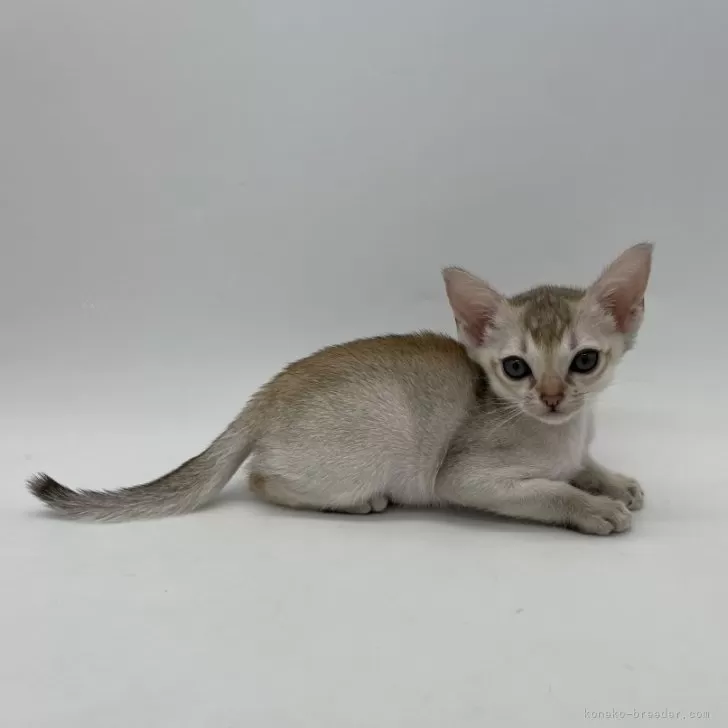 ID：2406-01654の子猫