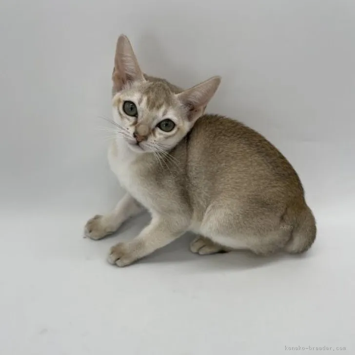 そうたじいじ 様のお迎えした子猫