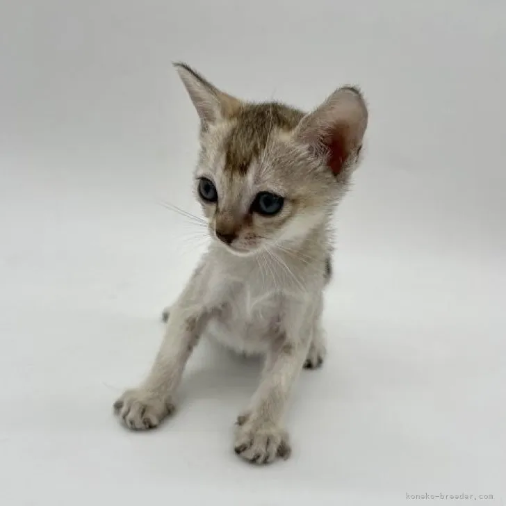 ID：2311-00619の子猫