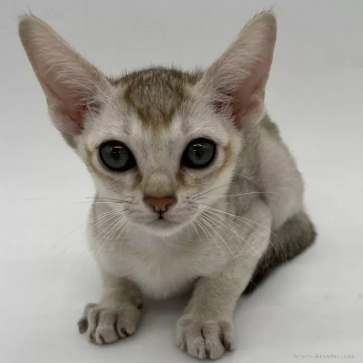 ウネウネ 様のお迎えした子猫