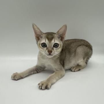 シンガプーラ【千葉県・男の子・2022年8月6日・セピアアグーティ】の写真「優しく人懐っこい子です✴︎」