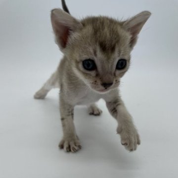 シンガプーラ【千葉県・男の子・2023年4月4日・セピアアグーティ】の写真「甘えん坊３兄弟★」