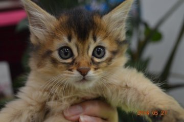 ソマリ【千葉県・女の子・2014年4月11日・ルディ】の写真「」