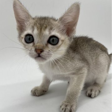 シンガプーラ【千葉県・男の子・2023年10月10日・セピアアグーティ】の写真「一緒に寝るのが大好きな甘えん坊❤」