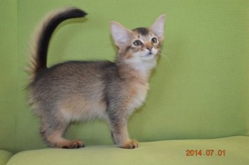 ソマリ【千葉県・男の子・2014年4月11日・ルディ】の写真「」