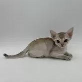 シンガプーラ【千葉県・女の子・2024年4月27日・セピアアグーティ】の写真1