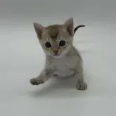 シンガプーラ【千葉県・女の子・2022年12月9日・セピアアグーティ】の写真2