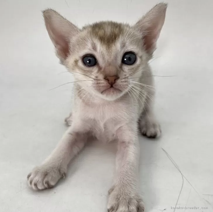 ID：2601-01779の子猫