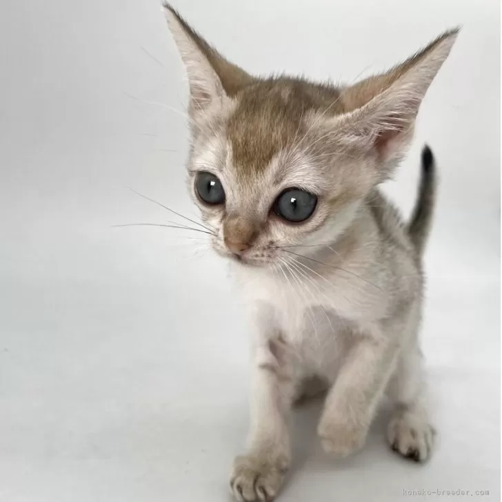 HH 様のお迎えした子猫