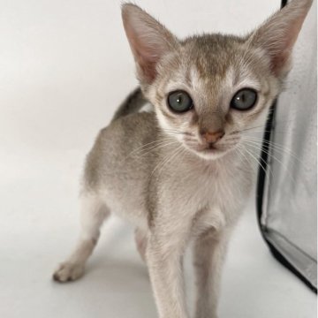 シンガプーラ【千葉県・男の子・2025年9月6日・セピアアグーティ】の写真「両手サイズの小さな甘えん坊💕」