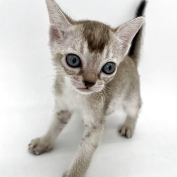 シンガプーラ【千葉県・女の子・2025年5月21日・セピアアグーティ】の写真「可愛い女の子✨」