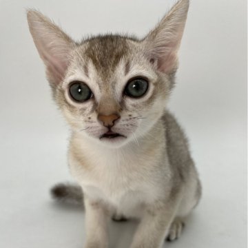 シンガプーラ【千葉県・男の子・2024年11月16日・セピアアグーティ】の写真「ごろごろ甘えん坊の男の子です❤️」