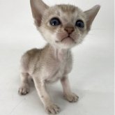 シンガプーラ
