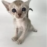 シンガプーラ