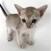 シンガプーラ