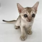 シンガプーラ