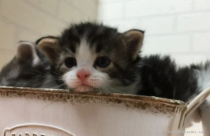 ニャンコ 様のお迎えした子猫