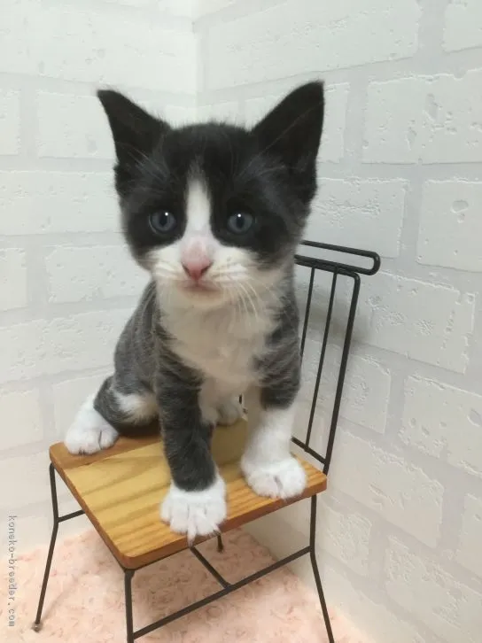 ID：1610-00706の子猫