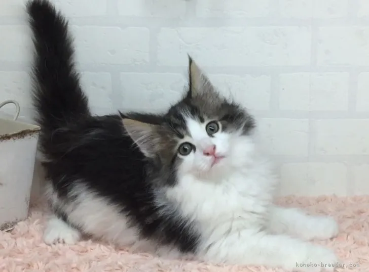 三本木克文 様のお迎えした子猫
