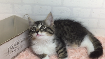 ノルウェージャンフォレストキャット【北海道・男の子・2018年2月21日・ブラウンタビー&ホワイト（長毛）】の写真「かわいいお顔の男の子です💕優良血統」