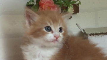 ノルウェージャンフォレストキャット【北海道・男の子・2018年2月21日・レッドタビー&ホワイト（長毛）】の写真「綺麗な色の男の子です💕」