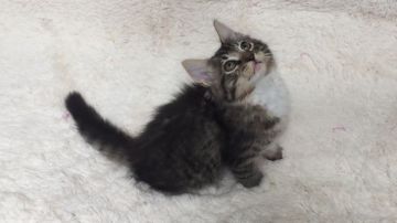 ノルウェージャンフォレストキャット【北海道・男の子・2019年5月7日・ブラウンタビー&ホワイト（ロング）】の写真「とっても元気な男の子です。」