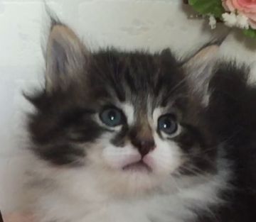 ノルウェージャンフォレストキャット【北海道・男の子・2018年2月25日・ブラウンタビー&ホワイト（長毛）】の写真「可愛いお顔の男の子です」