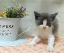 ノルウェージャンフォレストキャット【北海道・男の子・2016年9月15日・ブルータビー&ホワイト】の写真1「10月20日撮影」