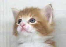 ノルウェージャンフォレストキャット【北海道・男の子・2019年5月7日・レッドタビー&ホワイト】の写真2「6月7日撮影」