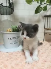 ノルウェージャンフォレストキャット【北海道・男の子・2016年9月15日・ブルータビー&ホワイト】の写真3「10月20日撮影」