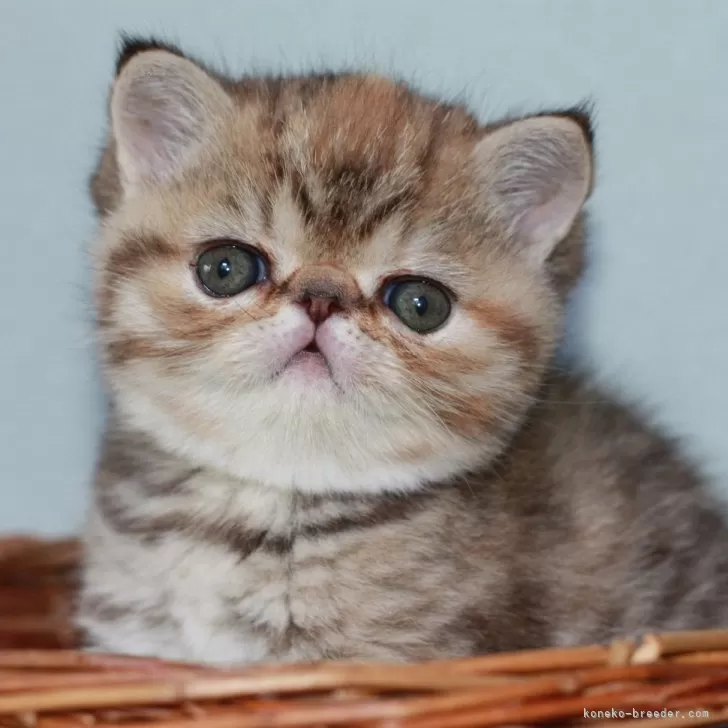 ID:2407-02157の子猫