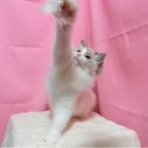 ラグドール【東京都・男の子・2025年6月1日・シールリンクスポイントバイカラー】の写真11