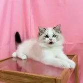 ラグドール【東京都・男の子・2025年6月1日・シールリンクスポイントバイカラー】の写真11