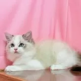 ラグドール【東京都・男の子・2025年6月1日・シールリンクスポイントバイカラー】の写真14