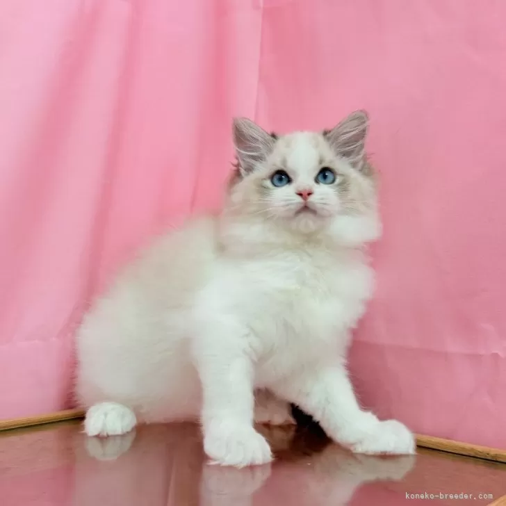 ID：2507-03207の子猫