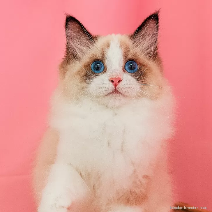 ID：2505-02460の子猫